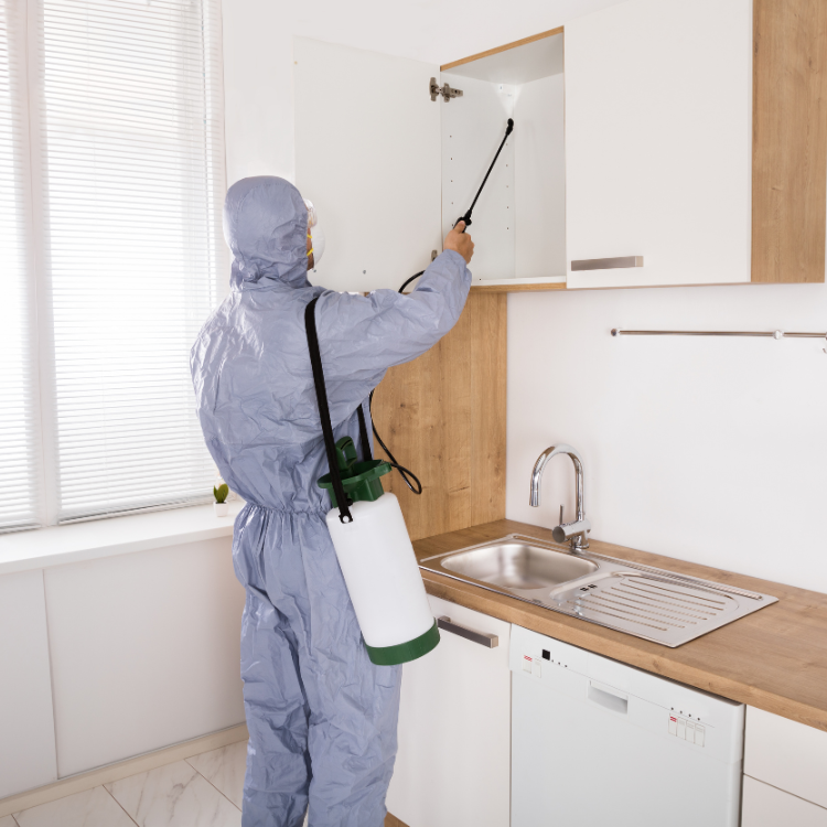 Pest Control in Fort Collins Colorado